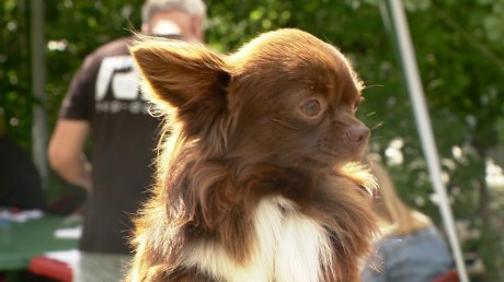 В Пензе собаки из разных городов поборолись за чемпионский титул