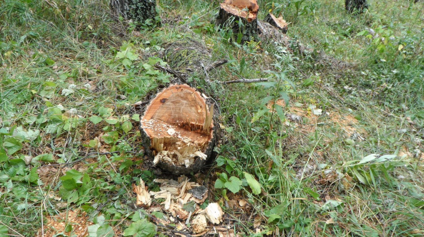 В Пензенском районе браконьеры срубили сосны почти на 860 000 руб.