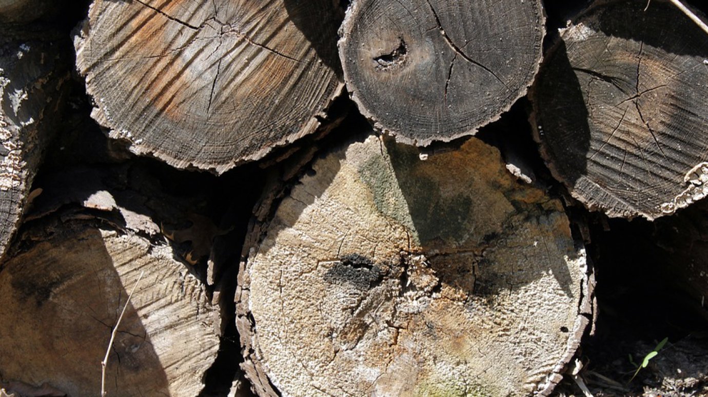 За 7 месяцев пензенские браконьеры срубили лес почти на 6 млн рублей