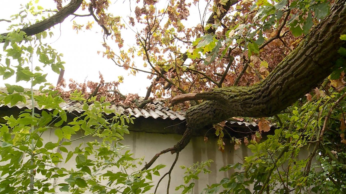 Упавший на крышу склада дуб мешает оценить ущерб