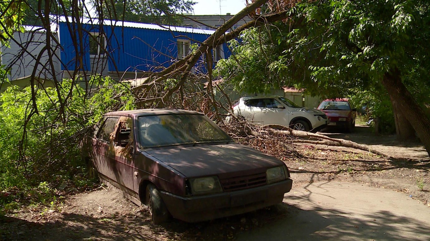 На улице Краснова на «девятку» рухнуло гнилое дерево