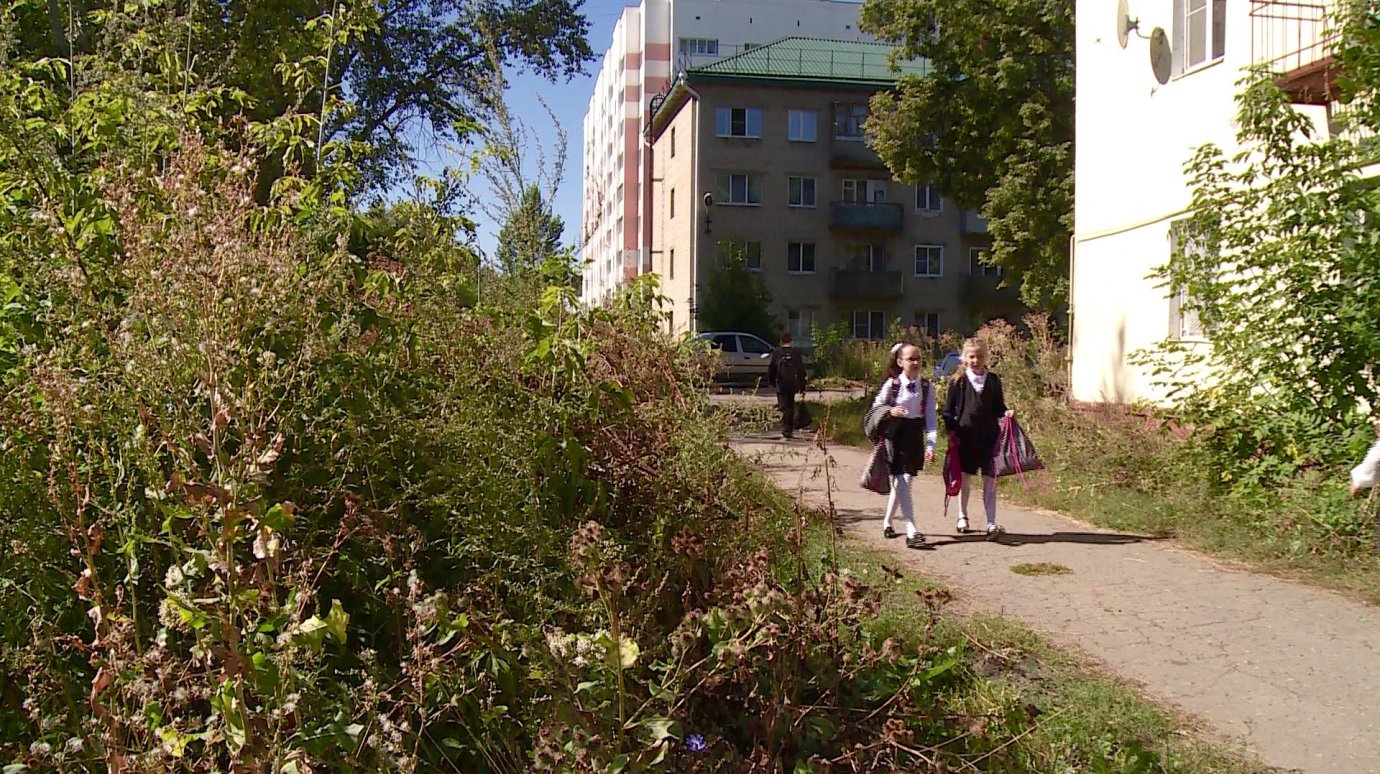 Жители Заводского района боятся отпускать детей в школу из-за бурьяна