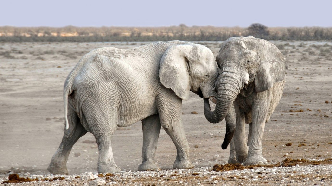 22 сентября встанем на защиту беспомощных слонов и носорогов