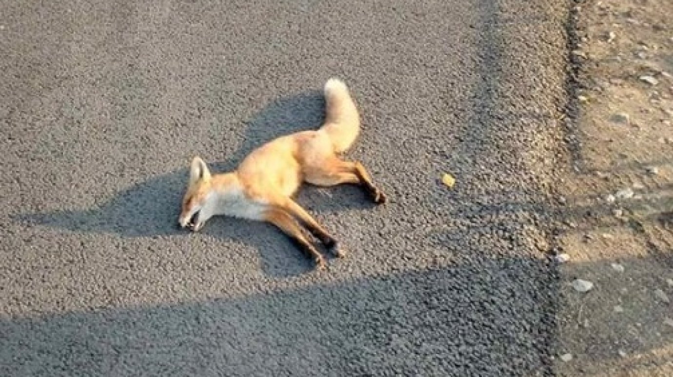 фото убитых лис