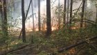 В Сердобском районе огонь уничтожил почти 6 га леса