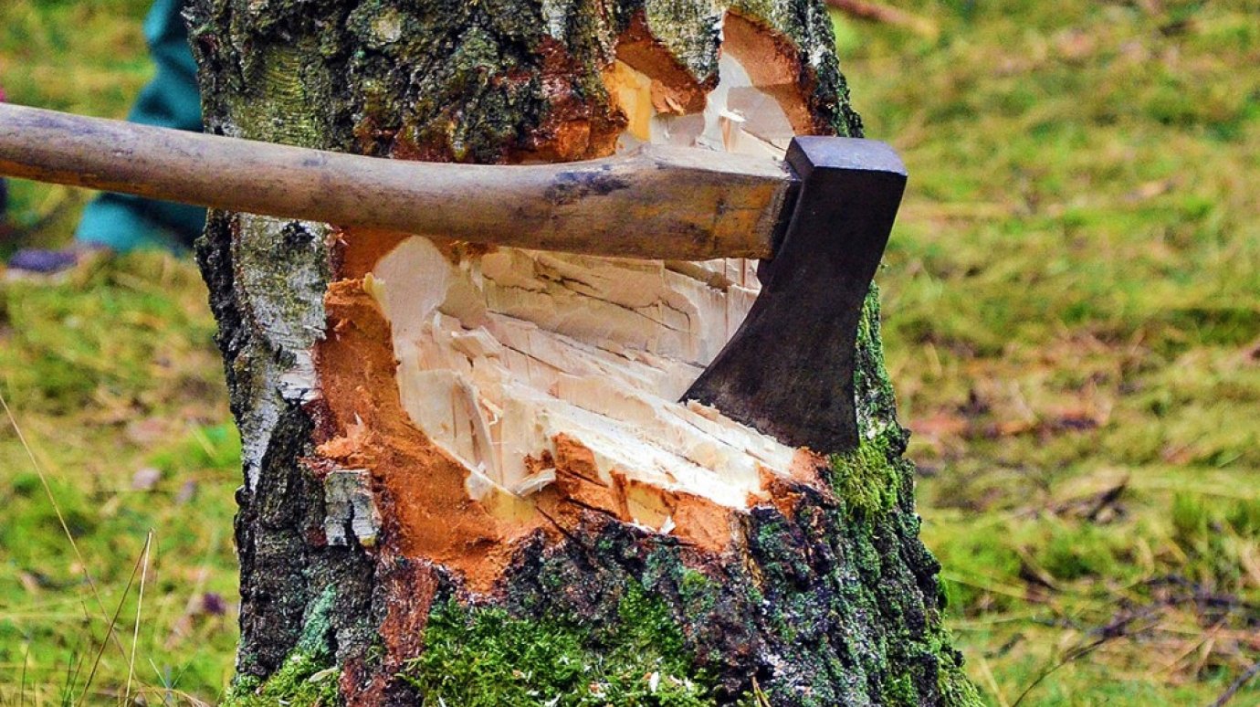 В Сердобском лесничестве незаконно вырубили деревья на 31,8 млн