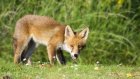 В Заречном объявлен карантин по бешенству из-за погибшей лисы