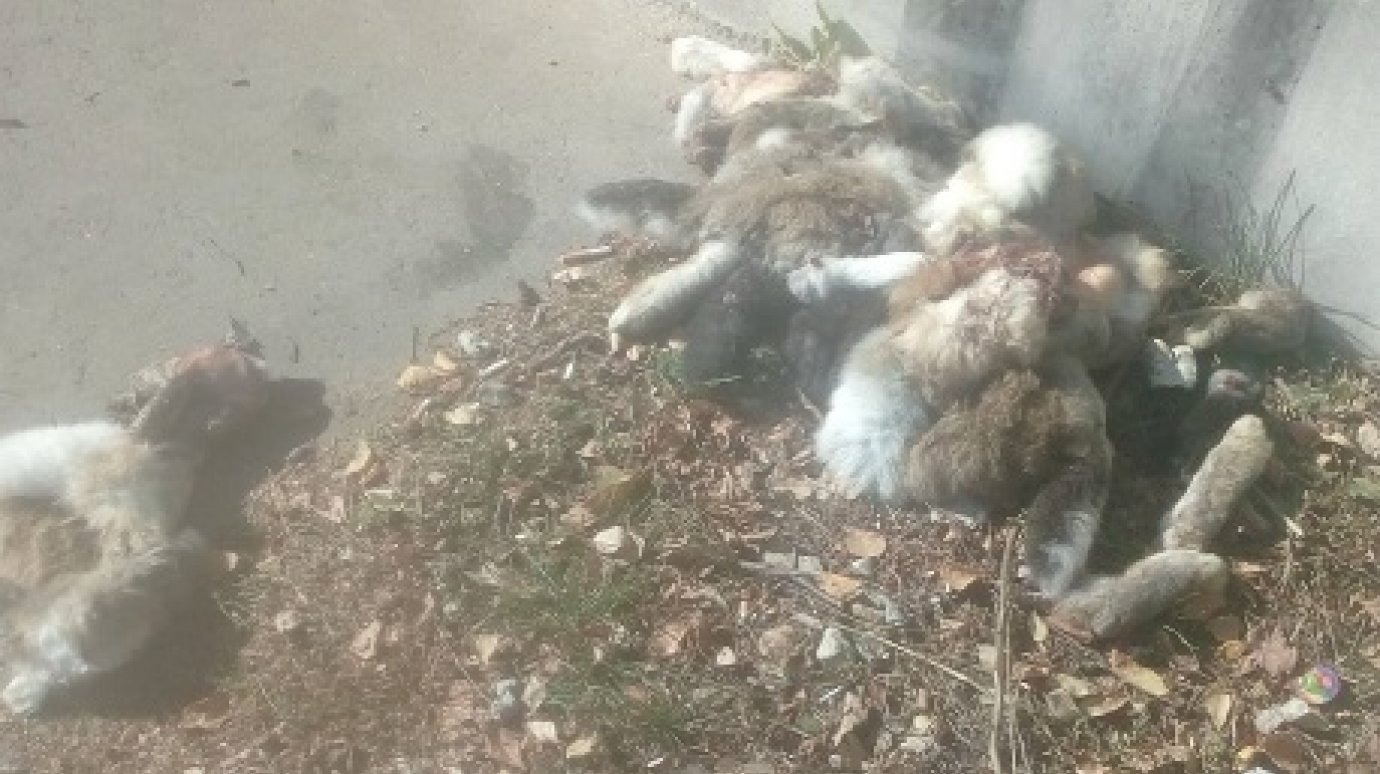 В Пензе полуободранные тушки кроликов выбросили на улицу