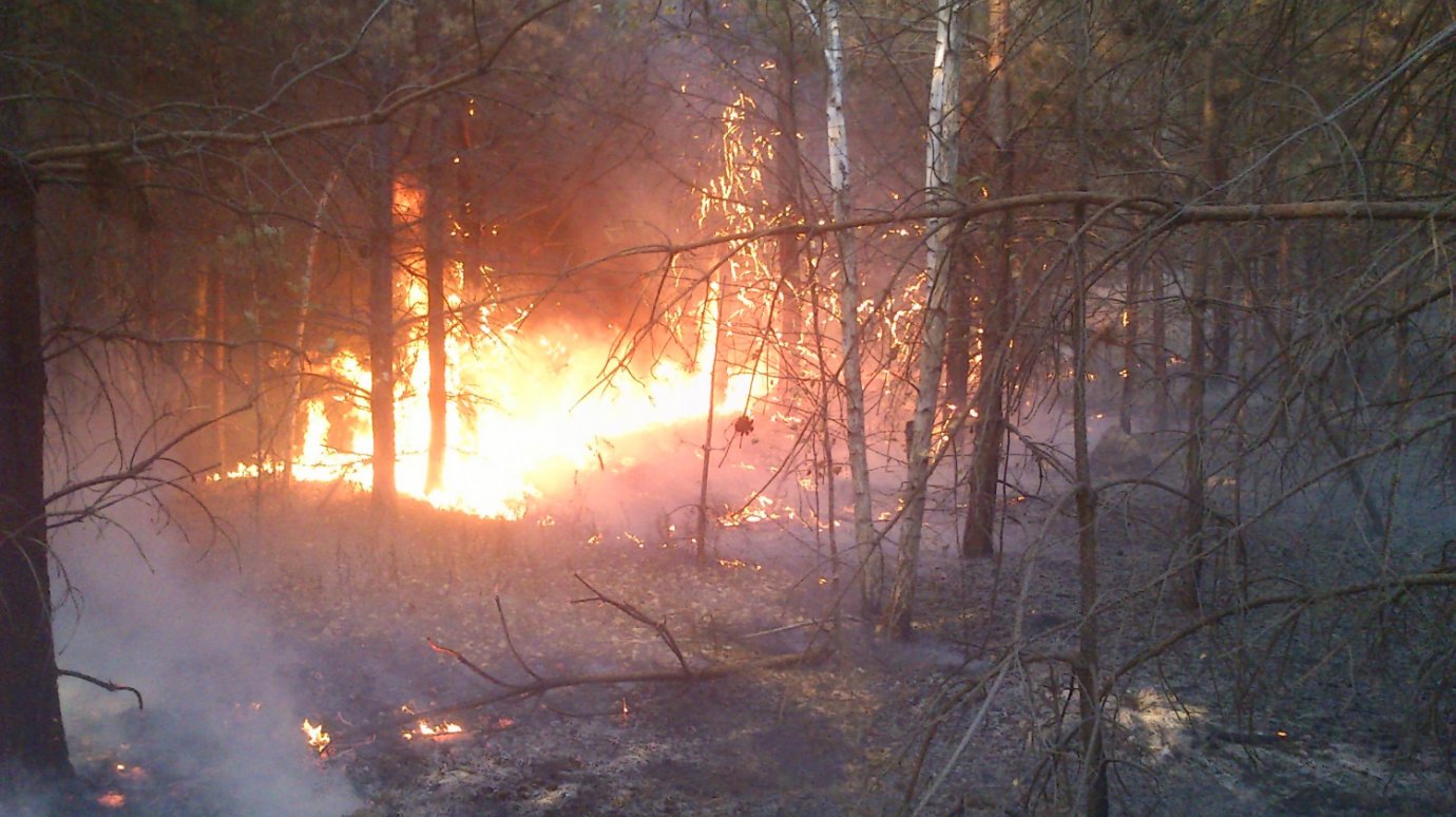 В Пензенской области огонь уничтожил почти 160 гектаров леса