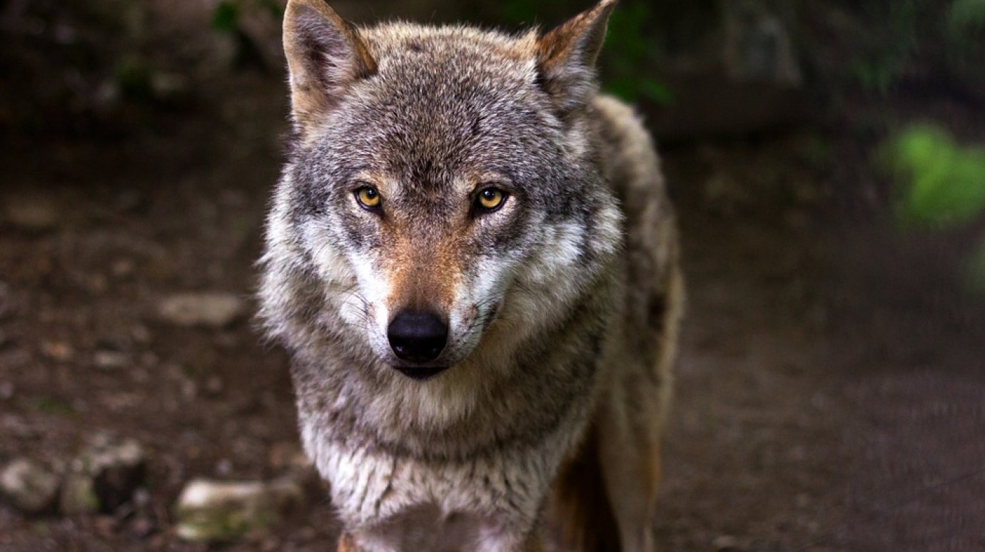 В Никольском районе инспекторы застрелили волчицу