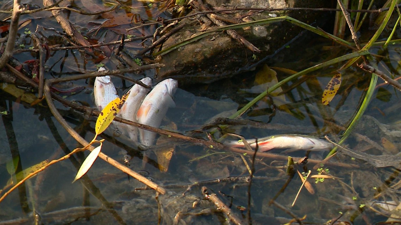 В водоеме на Маяке из-за сброса стоков массово гибнет рыба