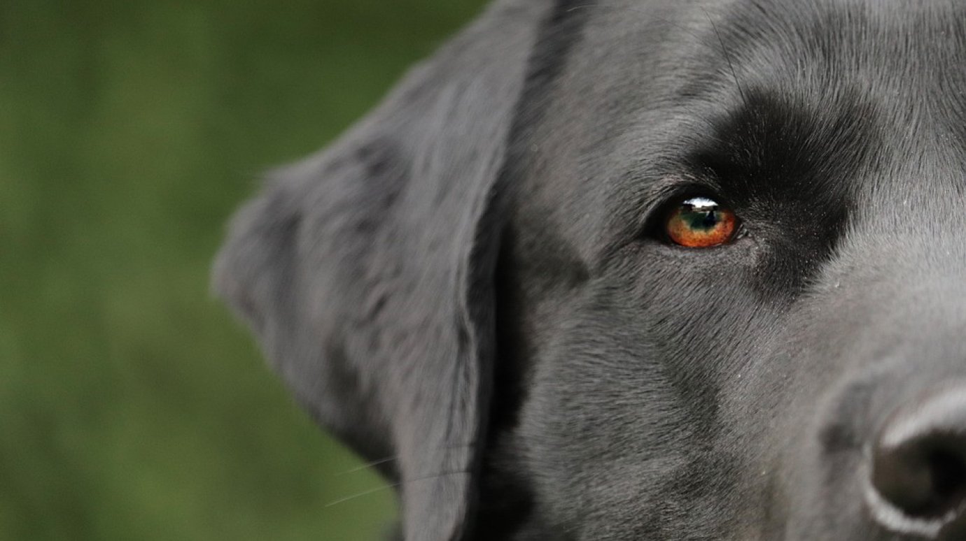 Нападение собаки: нанесенный пензячке вред оценили в 10 000
