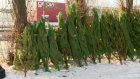 В Пензе в декабре откроются 70 елочных базаров