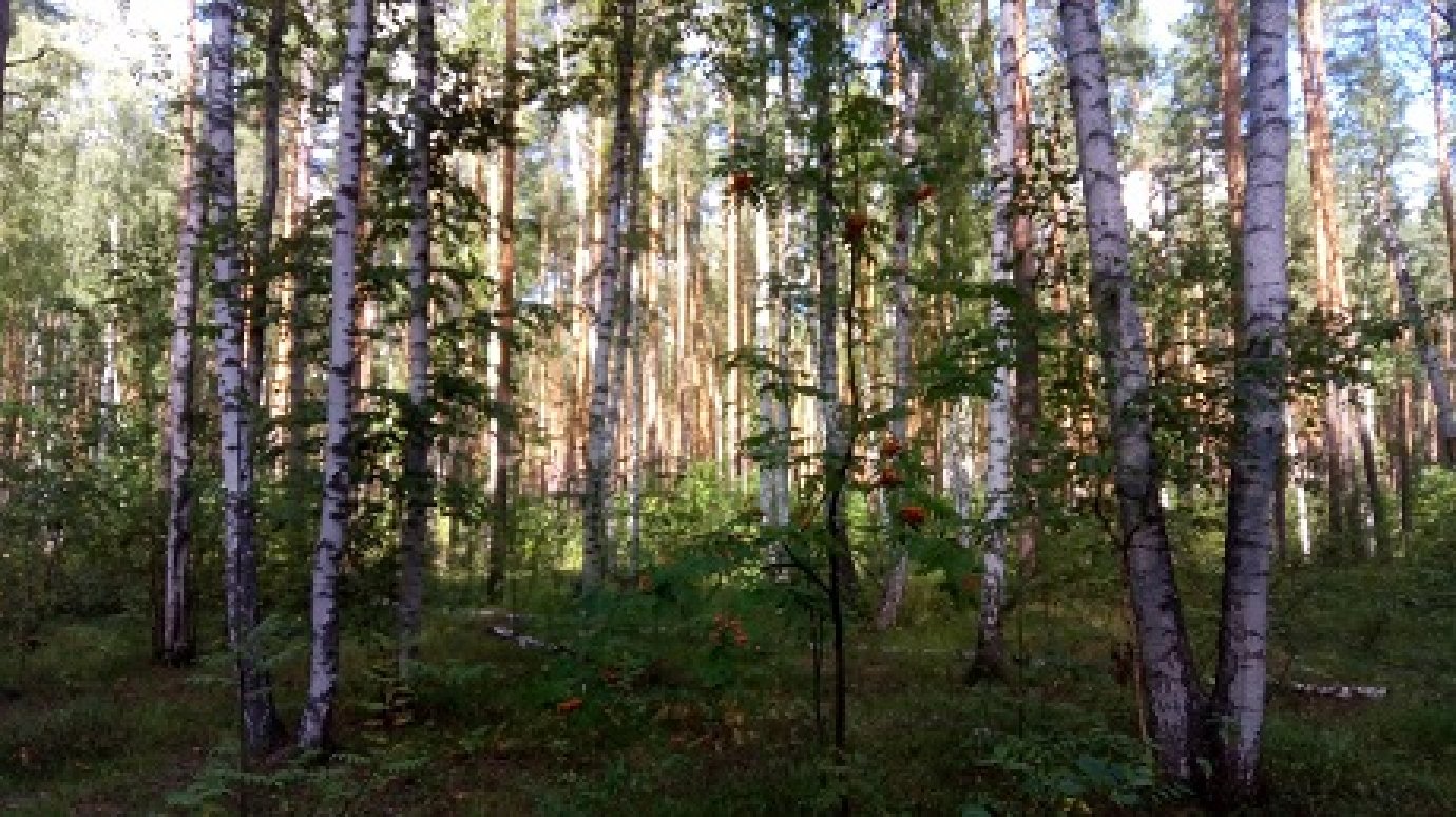 Суд взыскал с «Сердобского леса» почти 32 млн рублей за незаконную рубку