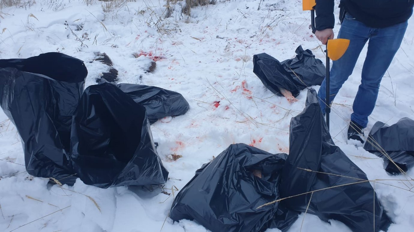 В Городищенском районе нашли мертвую лосиху