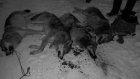 В Лунинском районе охотники застрелили пятерых волков