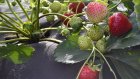 «Мокшанская ягода» примет в гости туристов со всей области