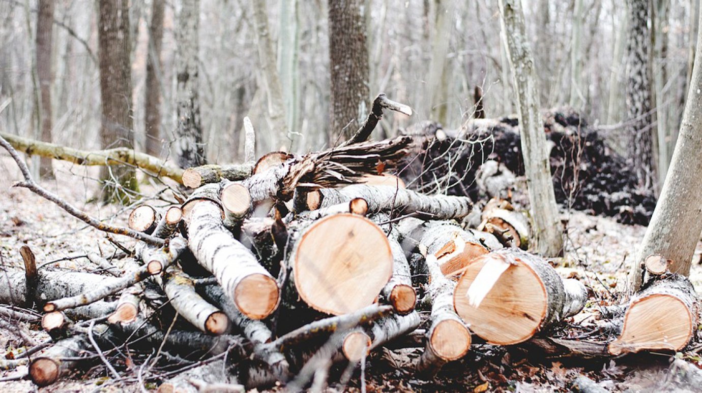 Вынесли приговор пензенцам, срубившим лес почти на 1,5 млн руб.