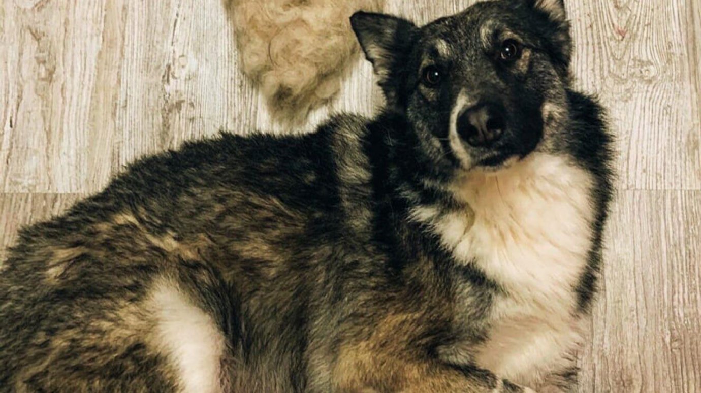 В Пензенской области собаку со связанными лапами бросили в лесу