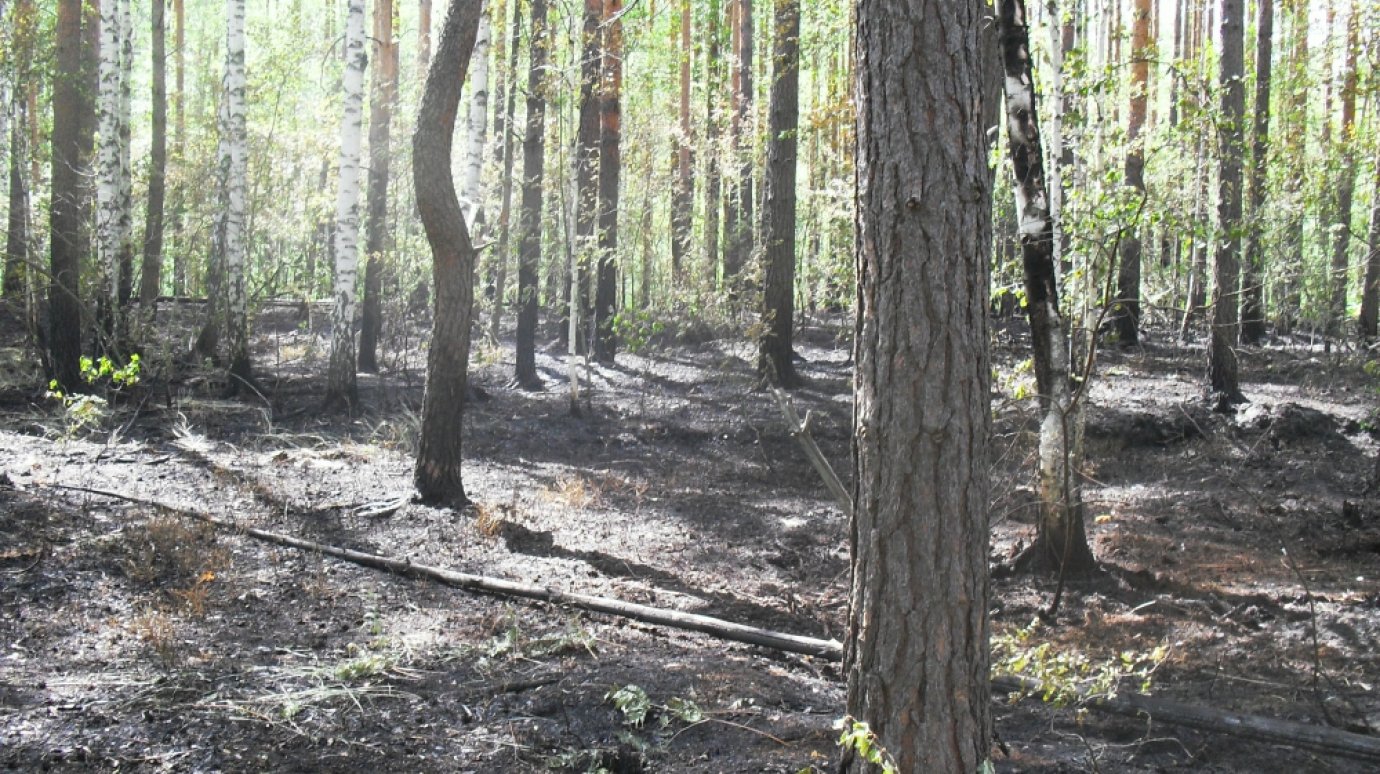 Пензенскую область признали лучшей по скорости тушения лесных пожаров