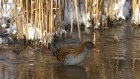 Под Пензой нашли места зимовки редких птиц - водяных пастушков