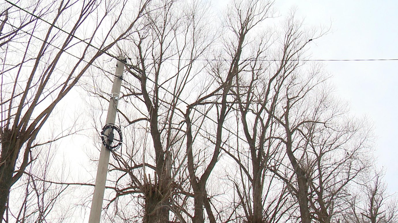В Терновке старые деревья угрожают безопасности людей