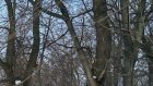 В Кузнецке для реконструкции сквера вырубили деревья