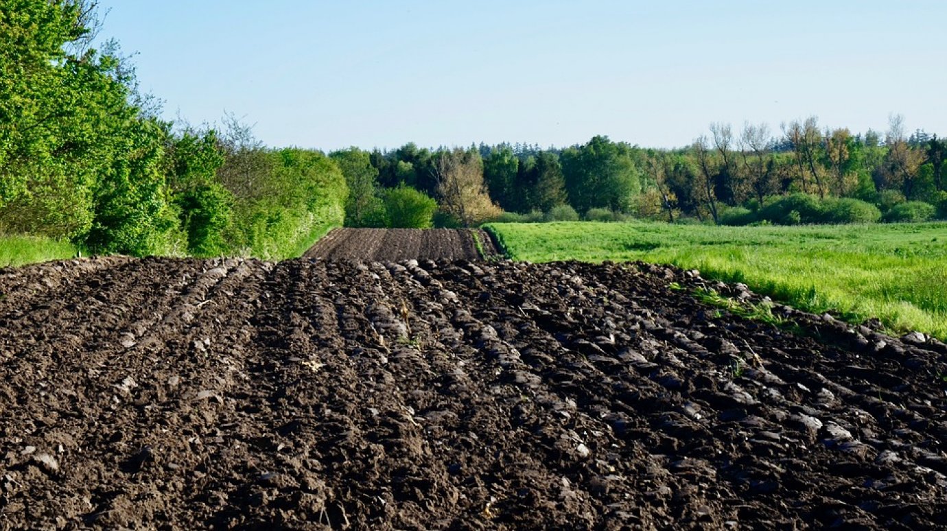 Пензенских аграриев наказали за опасное загрязнение почвы