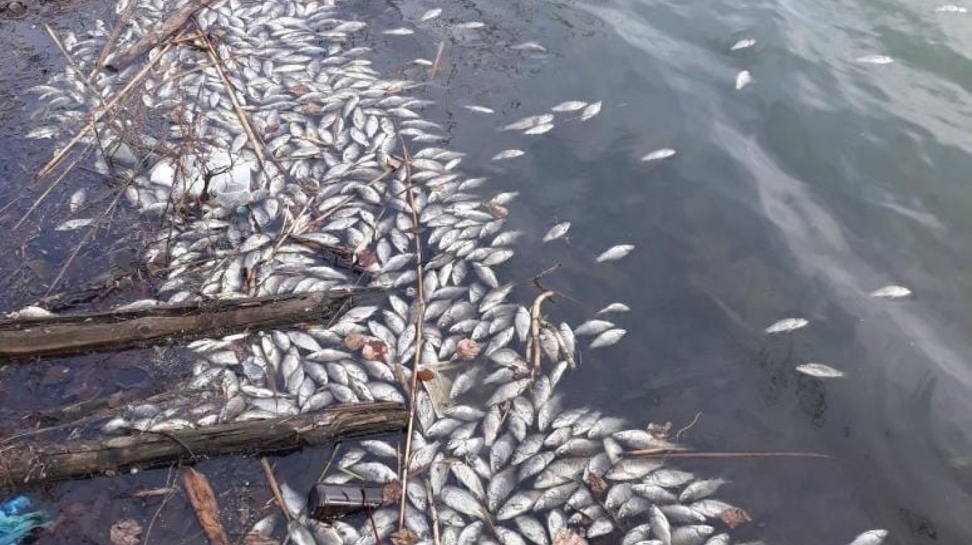 Мертвой рыбой на пруду в Арбекове заинтересовалась прокуратура