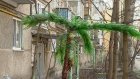 Пензенец украсил двор самодельной пальмой и героями мультфильма
