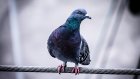 Житель Кузнецкого района преступил закон во время спасения голубя