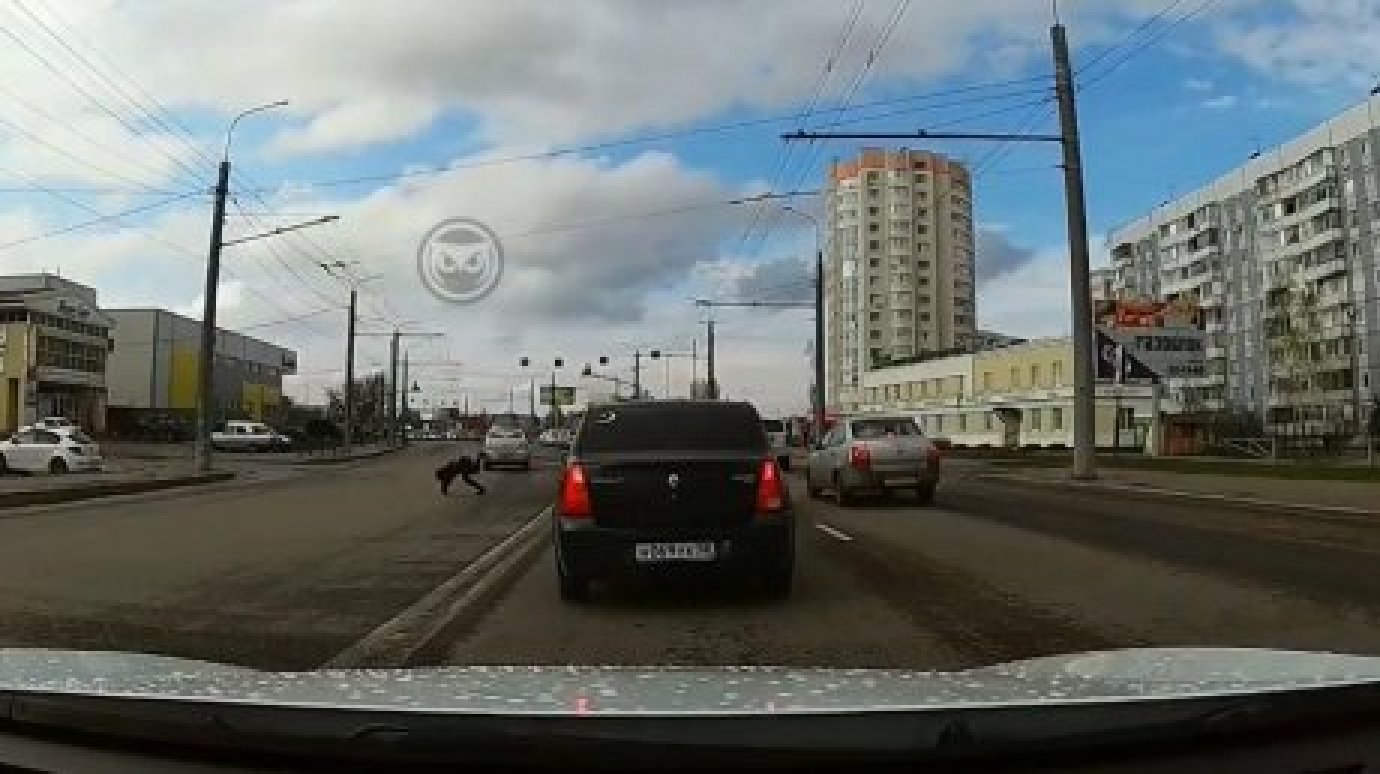 В Пензе нашли нарушителя, едва не сбившего пешехода в Терновке