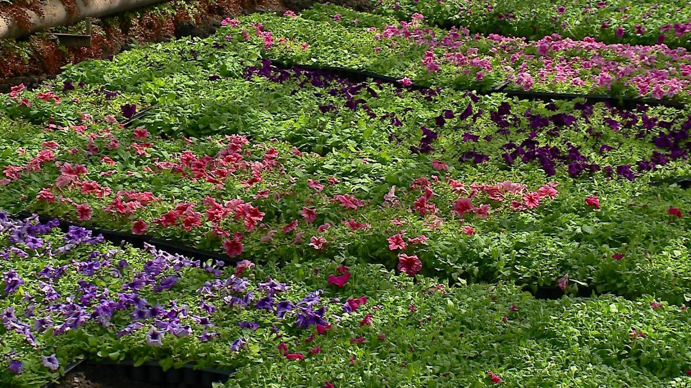 В Пензе готовят к высадке 100 тысяч однолетних растений