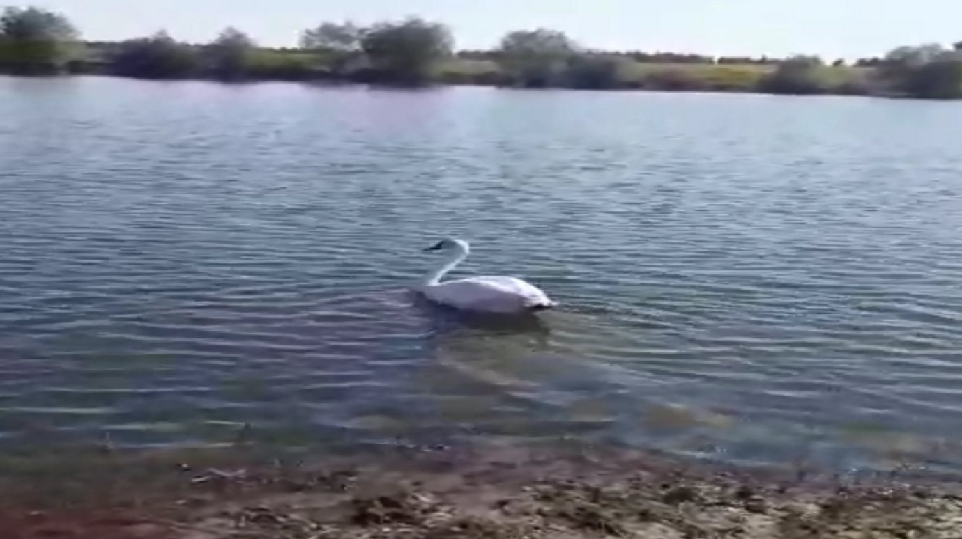 В Пензенской области спасли лебедя, перенесшего нападение выдры