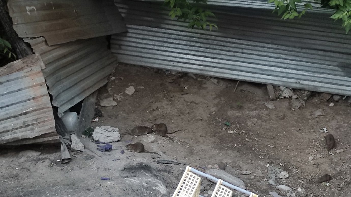 На контейнерной площадке на улице Кижеватова хозяйничают крысы