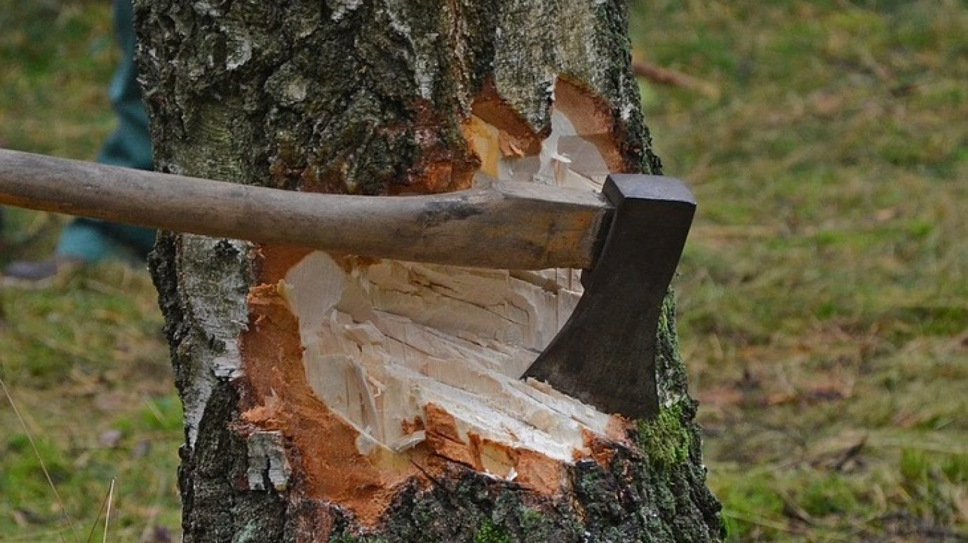 Возле новой школы в Мичуринском срубят 73 дерева вместо 114