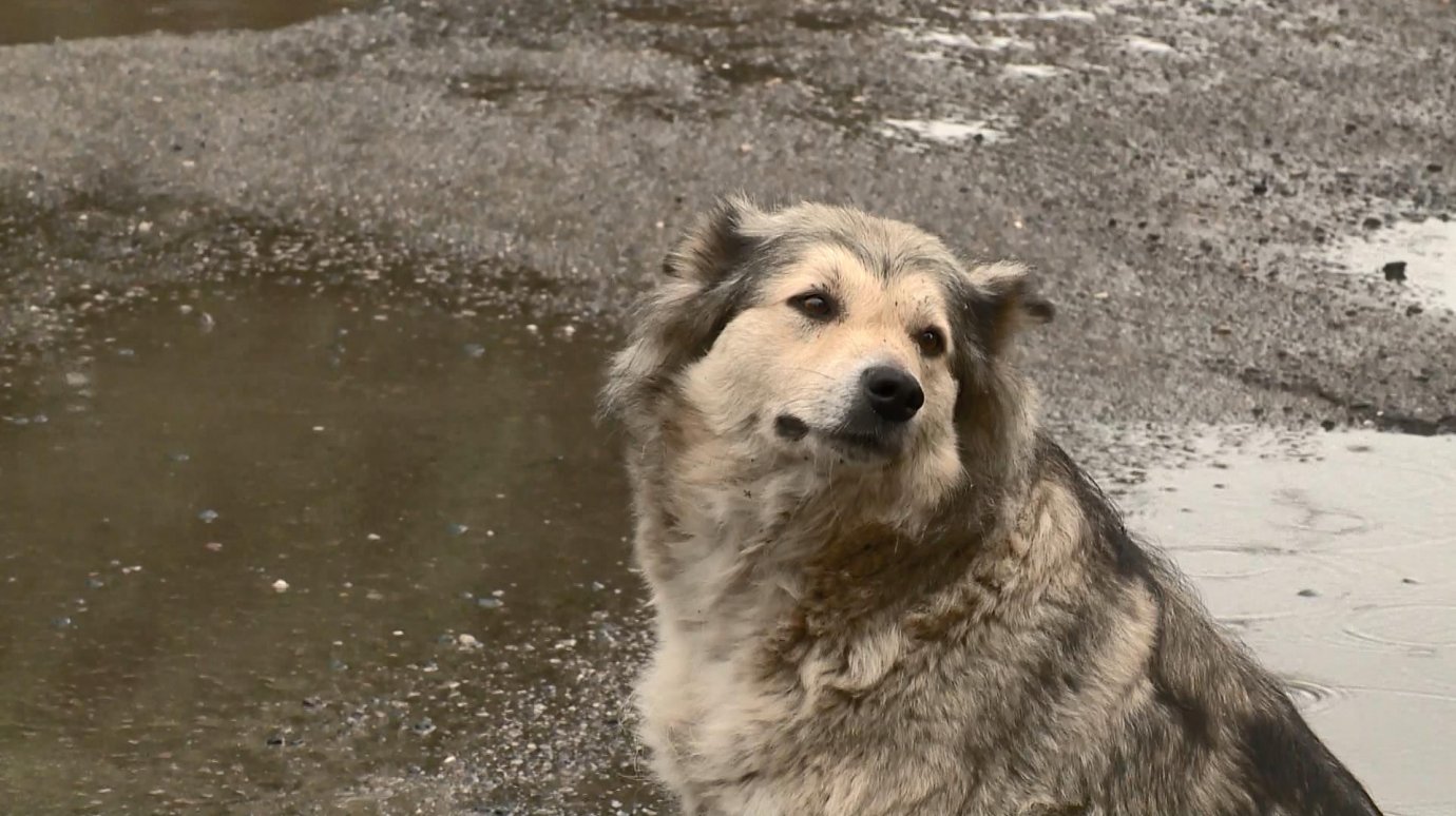 В Пензе жители частного сектора пожаловались на бродячих собак