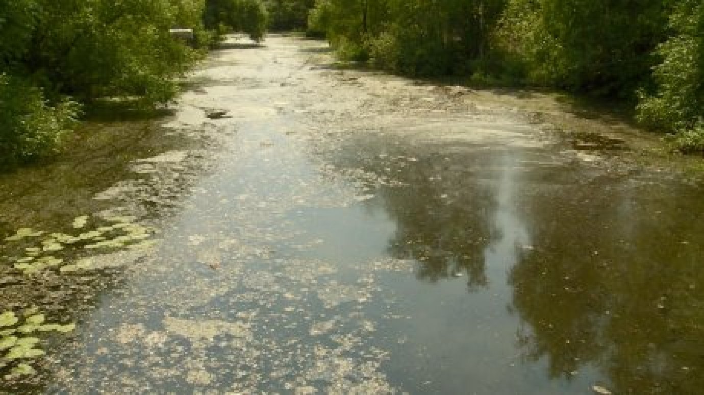 Гибель рыбы: в Пензе подтвердили загрязнение старого русла Суры