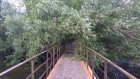 В Пензе на мост, ведущий к Транспортной улице, упало дерево