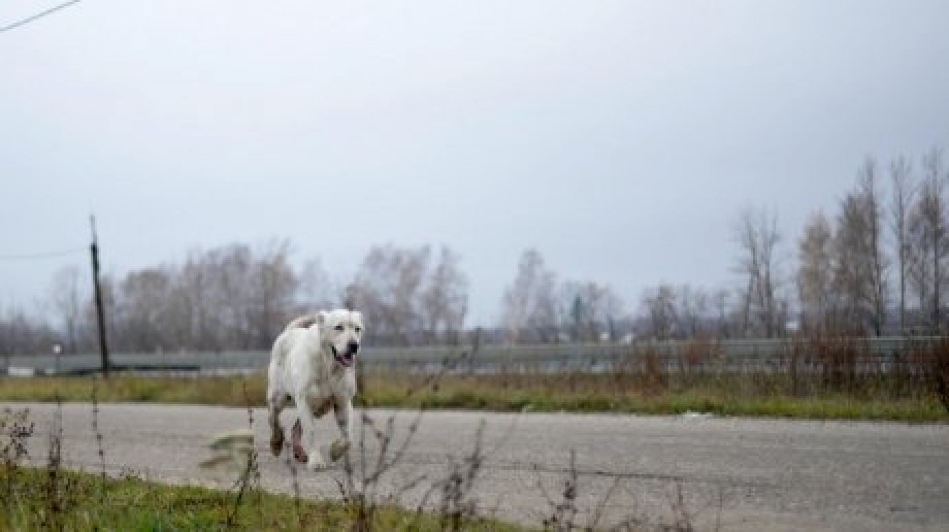 В Кузнецке хотят решить проблему с утилизацией трупов животных
