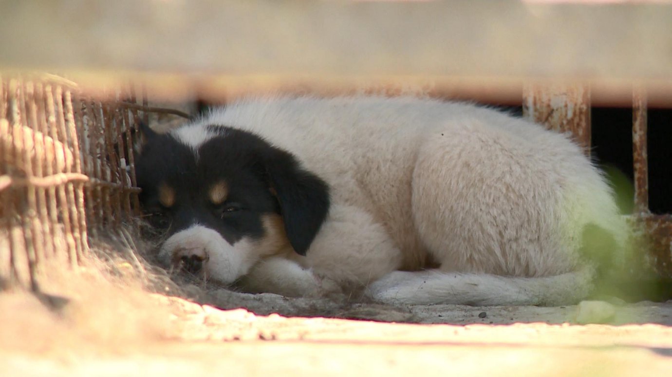 С начала года в приюте на Осенней побывали 130 бродячих собак