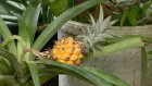 Пензенские биологи вырастили в оранжерее ананас