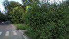 На ул. Литвинова знак пешеходного перехода потерялся в ветвях
