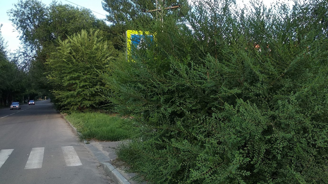 На ул. Литвинова знак пешеходного перехода потерялся в ветвях