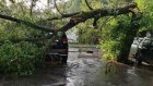 На ул. Суворова упавшее дерево лежит на дороге уже неделю