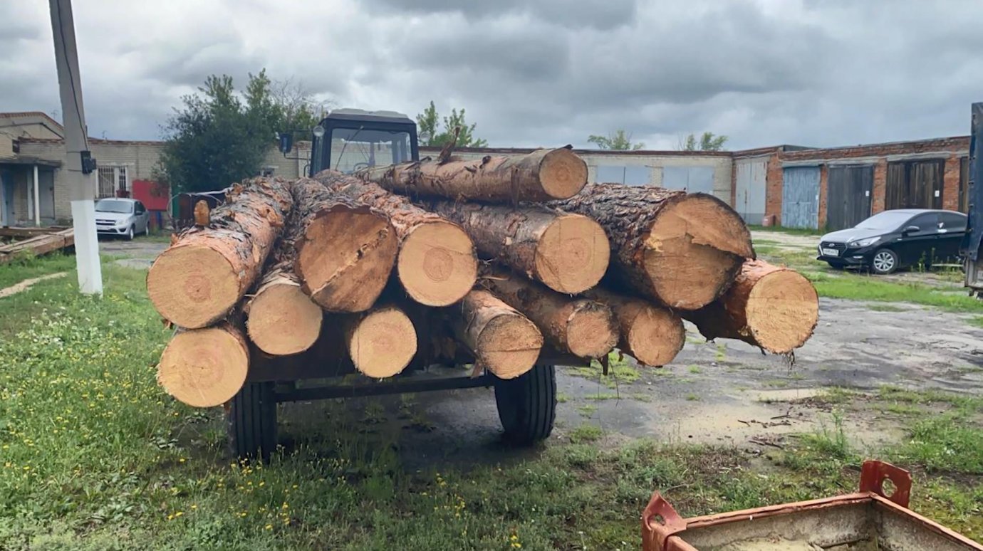 Житель Кузнецкого района уничтожил деревьев почти на миллион рублей