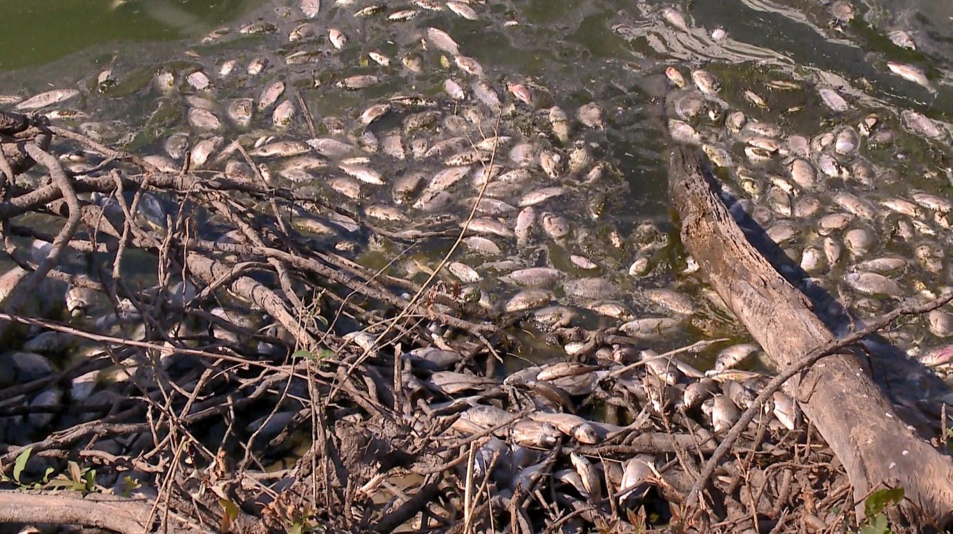 Местные жители объяснили гибель рыбы в пруду под Пензой