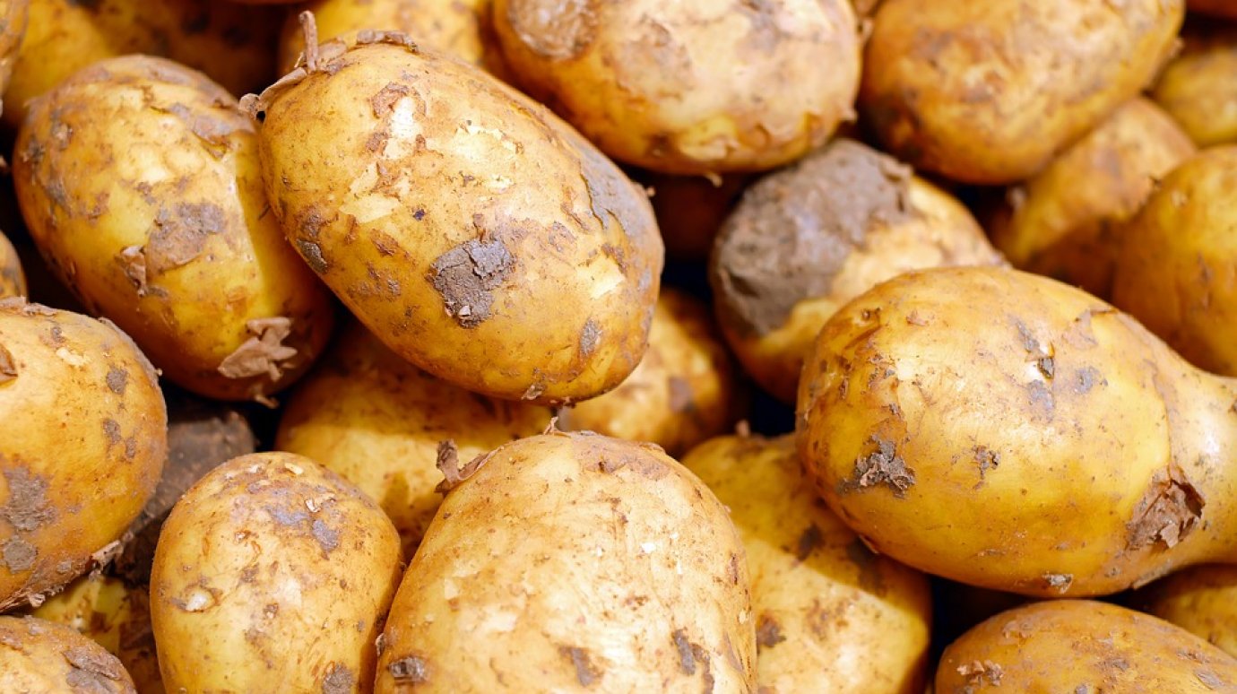 Двум молодым кузнечанам грозит тюрьма за кражу картошки