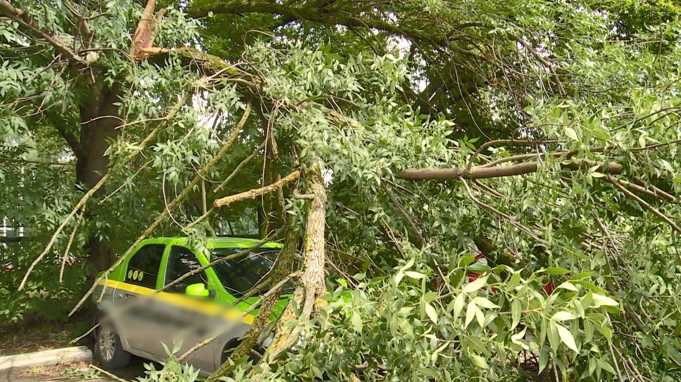 Во дворе на Московской огромная ветка дерева рухнула на авто