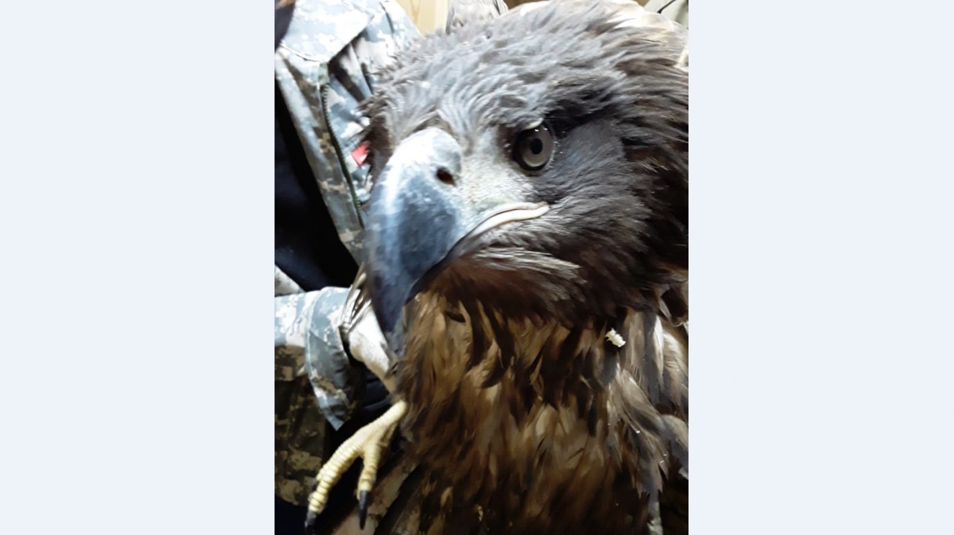 Под Пензой выпустили спасенного птенца орлана-белохвоста